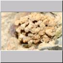 E-Odynerus spinipes w04 beim Schornsteinbau.jpg